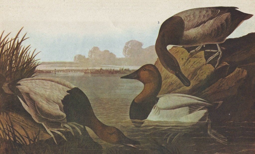 John James Audubon Circa 1946 CANVASBACK: John James Audubon Circa 1946 CANVASBACK MATTED PRINT The Birds of America