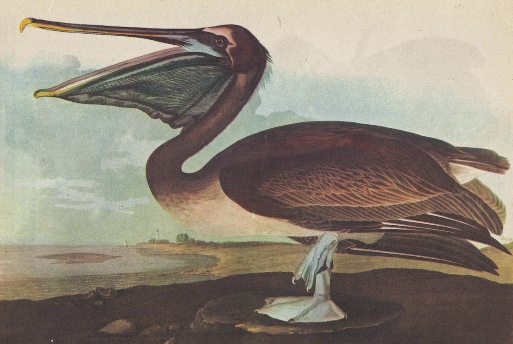 John James Audubon Circa 1946 BROWN PELICAN: John James Audubon Circa 1946 BROWN PELICAN MATTED PRINT The Birds of America