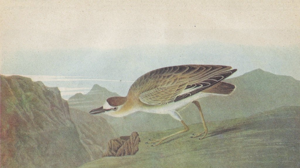 John James Audubon Circa 1946 MOUTAIN PLOVER: John James Audubon Circa 1946 MOUTAIN PLOVER MATTED PRINT The Birds of America