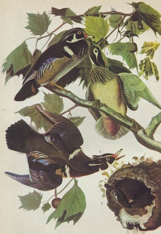 John James Audubon Circa 1946 WOOD DUCK: John James Audubon Circa 1946 WOOD DUCK MATTED PRINT The Birds of America