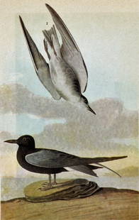 ~ BLACK TERN ~ FRAMED MATTED PRINT ~ 14 X 11 ~The: ~ BLACK TERN ~ FRAMED MATTED PRINT ~ 14 X 11 ~The Birds of America - John James Audubon Circa 1946