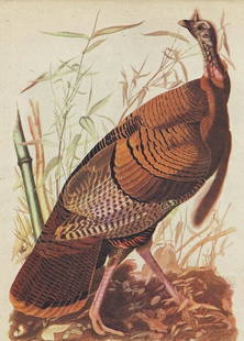 John James Audubon Circa 1946 WILD TURKEY: John James Audubon Circa 1946 WILD TURKEY MATTED PRINT The Birds of America