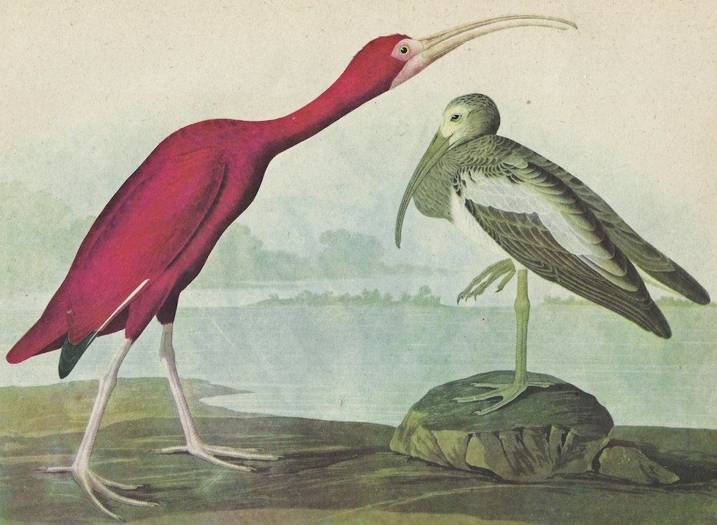 John James Audubon Circa 1946: John James Audubon Circa 1946 SCARLET IBIS MATTED PRINT The Birds of America