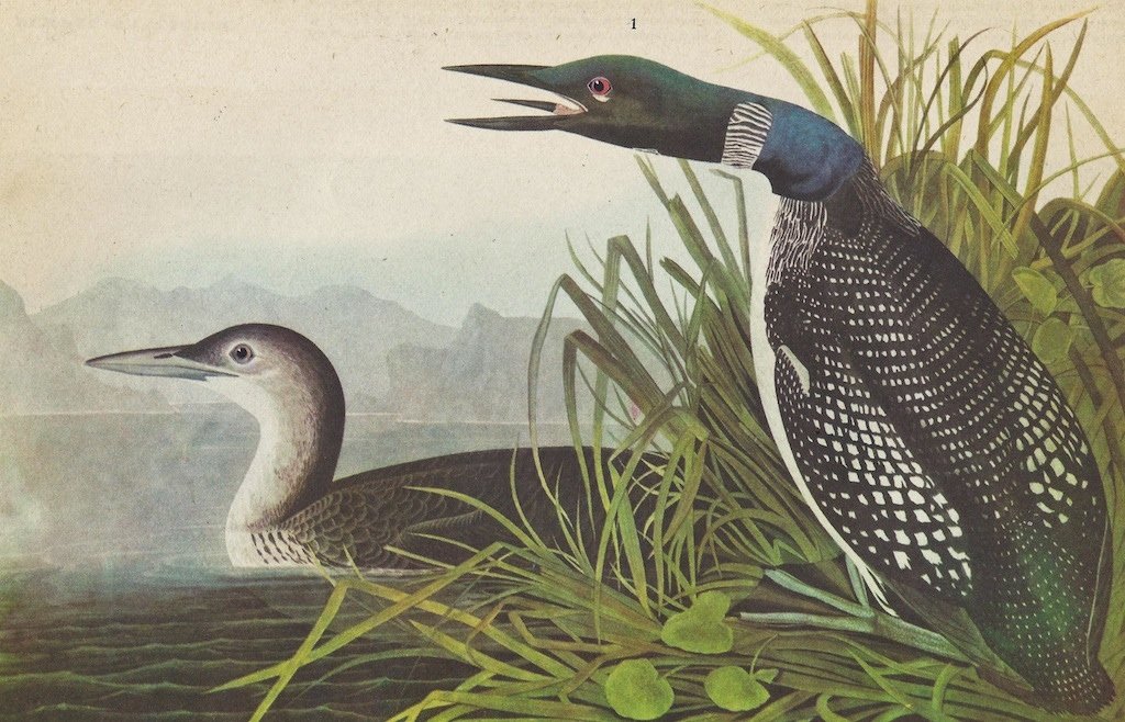 John James Audubon Circa 1946 COMMON LOON MATTED: John James Audubon Circa 1946 COMMON LOON MATTED PRINT The Birds of America