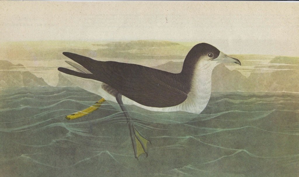 John James Audubon Circa 1946 AUDUBONS SHEARWATER: John James Audubon Circa 1946 AUDUBONS SHEARWATER MATTED PRINT The Birds of America