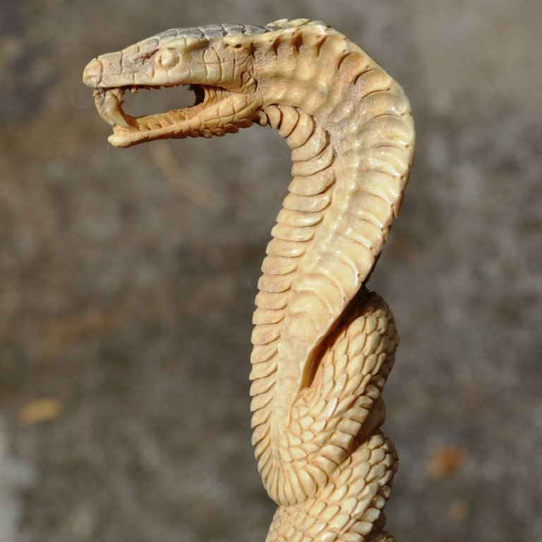 Carved Antler, Cobra Snake Knife Cane Handle: Hand-carved shed deer antler, knife dagger or cane walking stick handle, in the form of a cobra snake, coiled & bearing fangs. 140 X 25 X 20mm. 60gr.