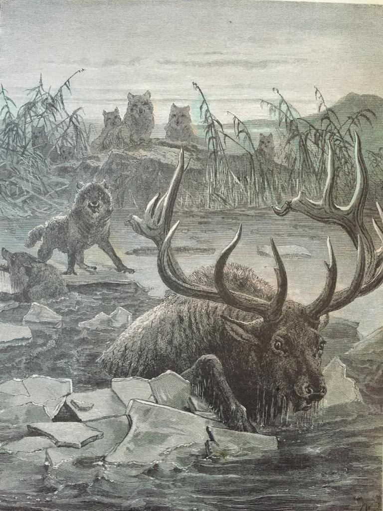 19thc Engraving, Wolves Hunting Stag: Original 1874 engraving, book plate print from "The Life & Habits of Wild Animals". Illustrations by German -British artist Joseph Wolf ( 1820 - 1899 ). The scene depicts a stag running from wolves, f