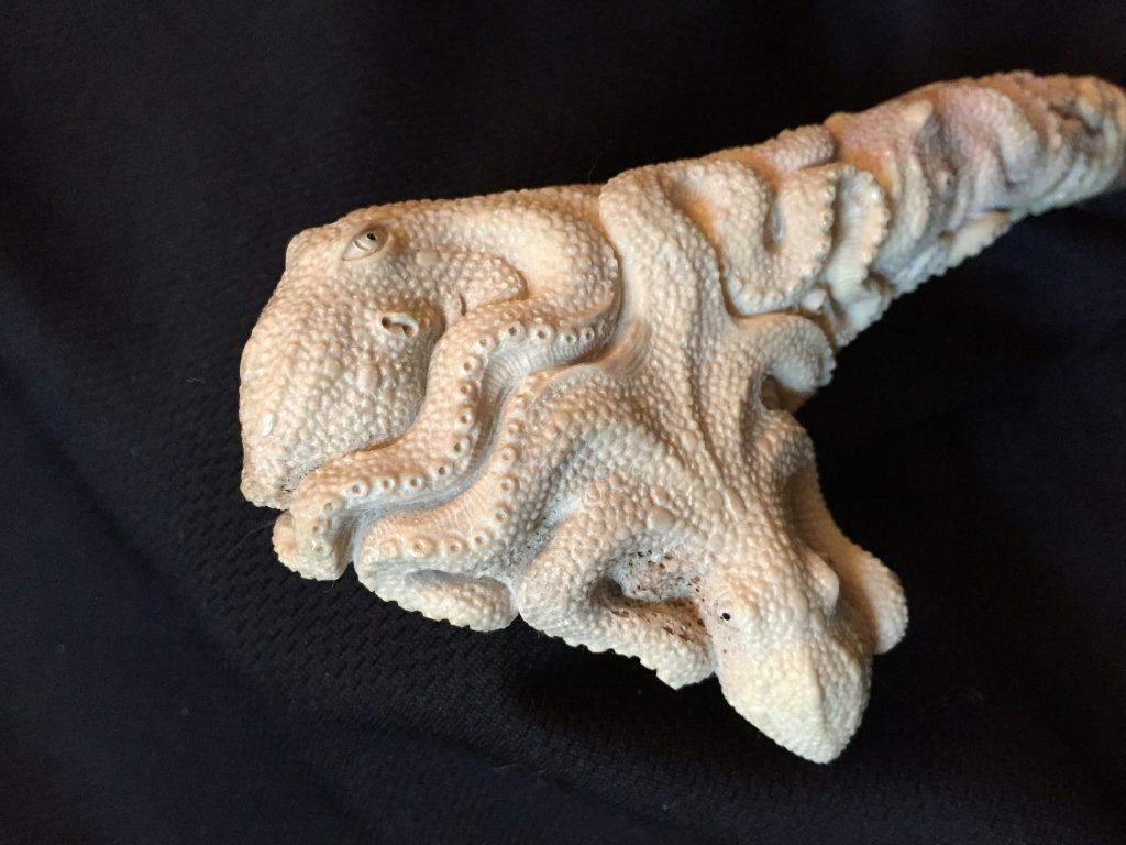 Carved Antler Octopus Squid Cane Handle: Carved shed deer antler, cane or walking stick handle, in the form of a curled & twisting octopus, squid. Incredible detail created by a highly skilled artisan. 6" X 3".