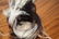 Movie Prop Shrunken Head, Tsantsa - 3