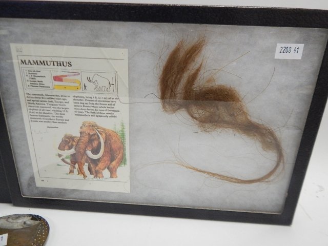 COLLECTION OF ARTIFACTS: TRILOBITE, MAMMUTHUS HAIR, FOSSIL