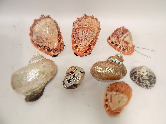LOT OF CARVED SEA SHELLS: CARVED WITH FACES AND SCENES