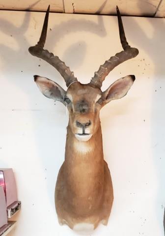 Impala Shoulder Mount / Trophy African Taxidermy (1 of 3)