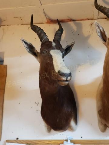 Blesbok Shoulder Mount / Trophy African Taxidermy (1 of 3)