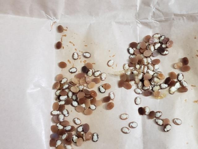 Large Group of Small Shell Cameos (1 of 5)