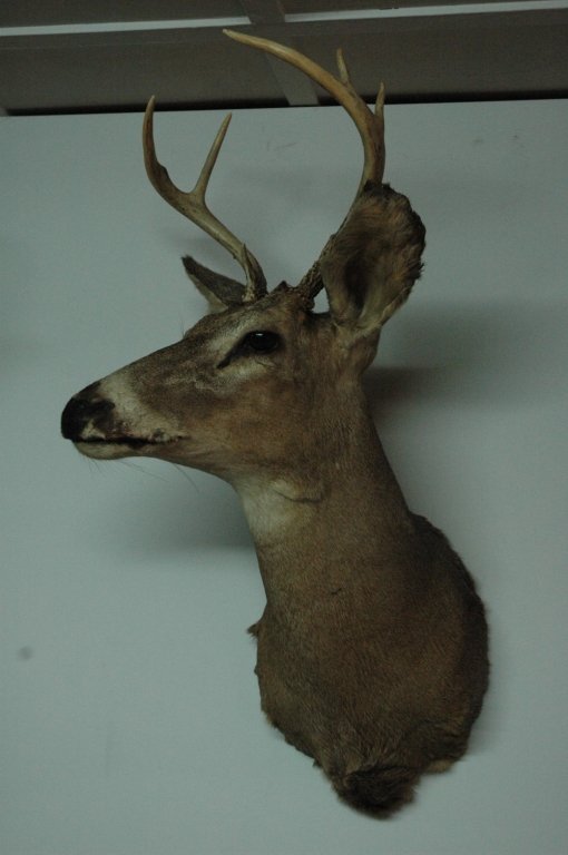 Taxidermy deer head: 12" 6 point mounted white tail deer