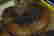 item-21205909=4