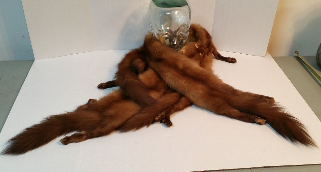 Canadian Mink Shawl: Canadian Mink Shawl 71" total length, consisting of four full mink pelts.