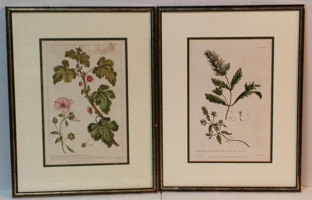 A pair of 18th C. Floral engravings: Figures... Plants.. Gardeners Dictionary.. Philip Miller, C. 1760. 13.5" x 8.75". One framed under glass, the other lacking glass.