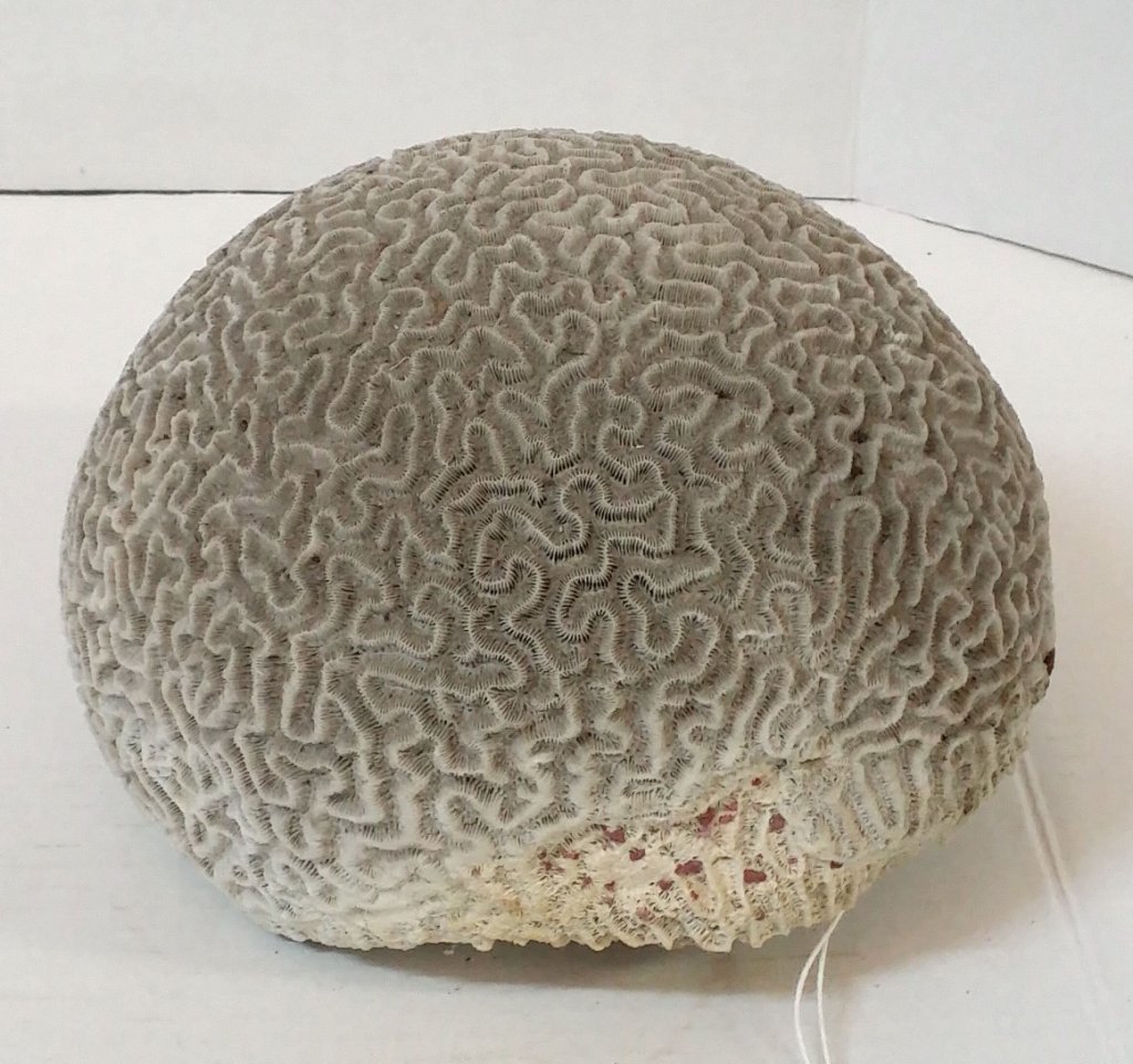 Very Large " Brain Coral " or Diploria: Approximate size 8" X 7" X 7.5"
