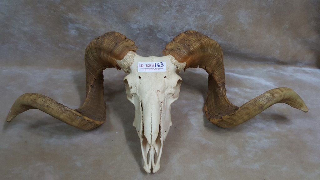 Rams Skull with Horns (1 of 3)