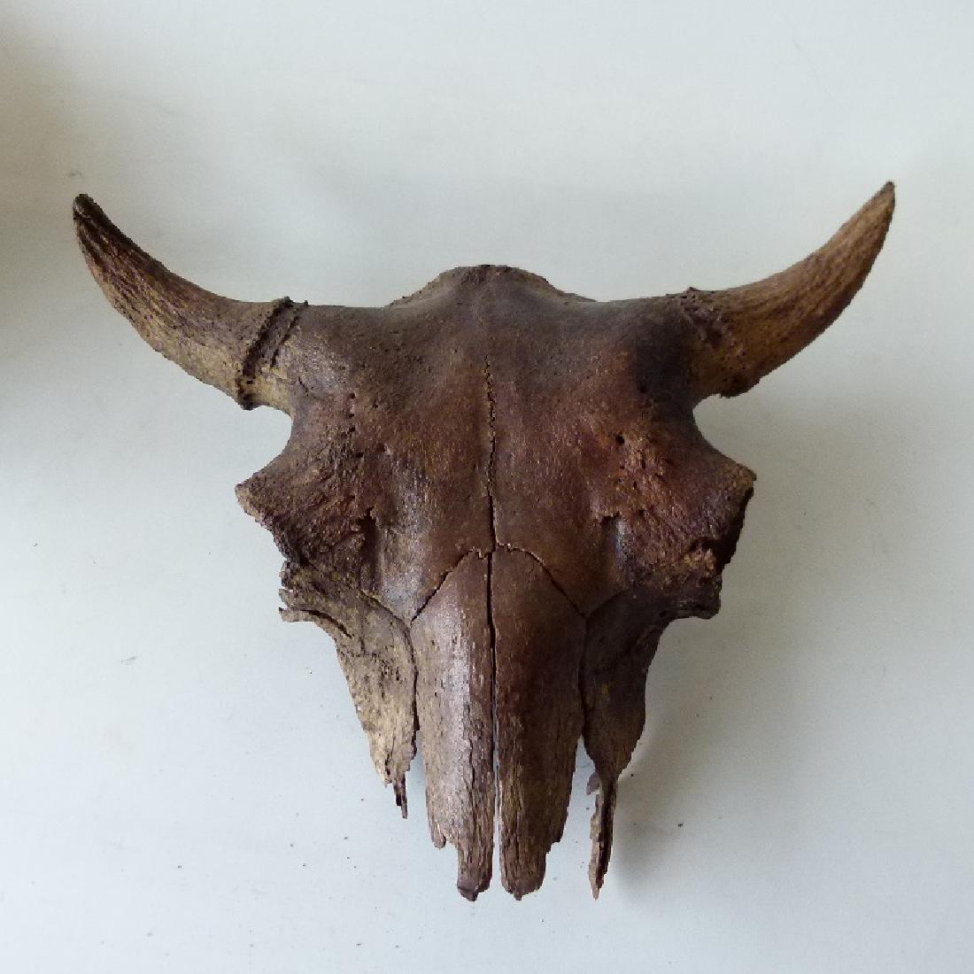 FOSSILIZED BUFFALO SKULL