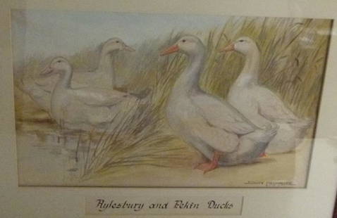 W/C PENCIL DUCKS SIGNED EDWIN MEGARGEE 1911: W/C COLORED PENCIL AYLESBURY AND PEKIN DUCKS SIGNED EDWIN MEGARGEE DATED 1911 11" X 17"