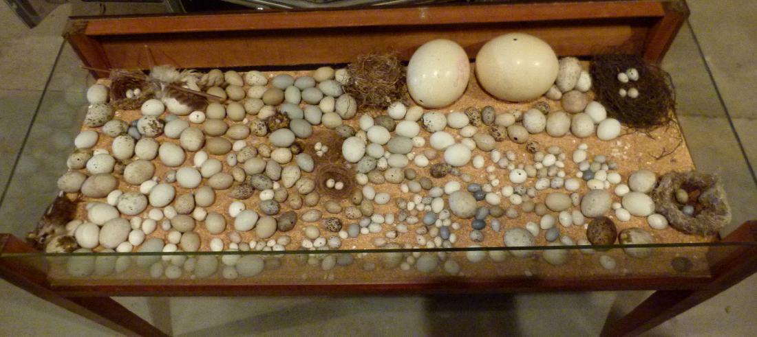 ART DECO DISPLAY CASE W/ BIRD EGGS, C. 1920/30 (1 of 6)