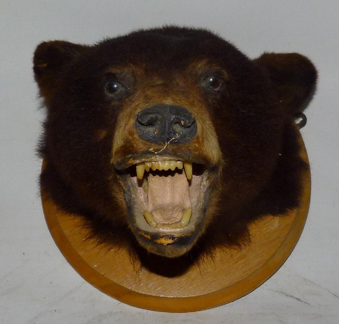 TAXIDERMY MOUNT BROWN BEAR, C. 1940/50 (1 of 7)