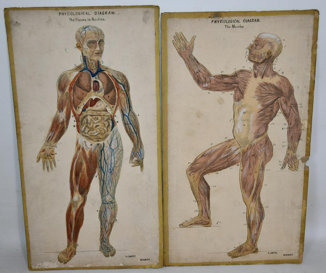 LOT (2) W/C PHYSIOLOGICAL DIAGRAMS, SIGNED H. SMITH (1 of 8)