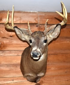 8 POINT WHITETAIL BUCK TAXIDERMY MOUNT, NEW BRUNSWICK