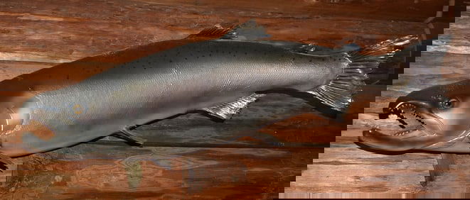 REAL SKIN COHO SALMON TAXIDERMY MOUNT, L. 29"