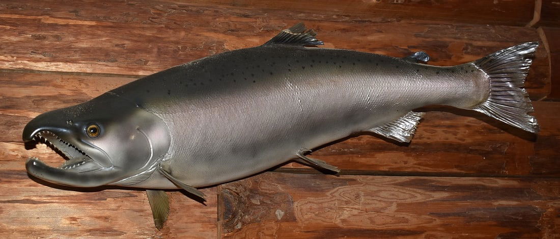 REAL SKIN COHO SALMON TAXIDERMY MOUNT, L. 29": REAL SKIN COHO SALMON TAXIDERMY MOUNT, L. 29"