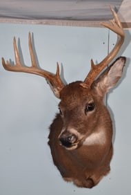10 POINT WHITETAIL BUCK TAXIDERMY MOUNT, ADIRONDACKS NY