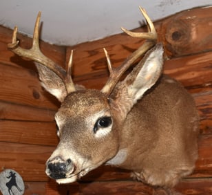 8 POINT WHITETAIL BUCK TAXIDERMY MOUNT
