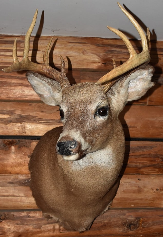 10 POINT WHITETAIL BUCK TAXIDERMY MOUNT, ADIRONDACKS NY: 10 POINT WHITETAIL BUCK TAXIDERMY MOUNT, ADIRONDACKS NY