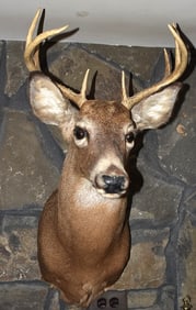 8 POINT WHITETAIL BUCK TAXIDERMY MOUNT