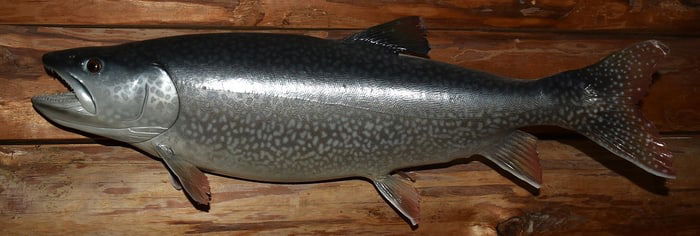 REAL SKIN LAKE TROUT TAXIDERMY MOUNT, L. 27"