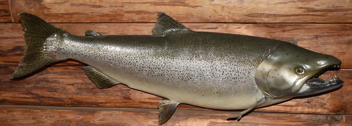 REAL SKIN KING SALMON TAXIDERMY MOUNT, L. 36"