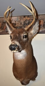 7 POINT WHITETAIL BUCK TAXIDERMY MOUNT