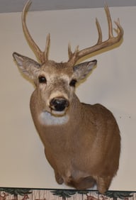 NONTYPICAL 8 POINT WHITETAIL BUCK TAXIDERMY MOUNT