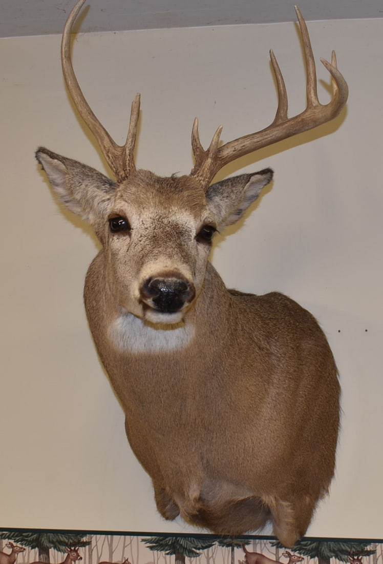 NONTYPICAL 8 POINT WHITETAIL BUCK TAXIDERMY MOUNT: NONTYPICAL 8 POINT WHITETAIL BUCK TAXIDERMY MOUNT