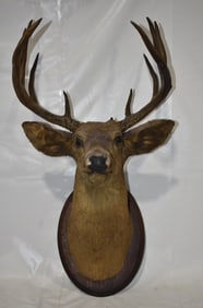 EARLY DEER TAXIDERMY MOUNT 10 POINT BUCK, 19/20TH C.
