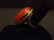 HUGE RARE CHINESE DEEP RED CORAL CABOCHON RING 14K GOLD - 4