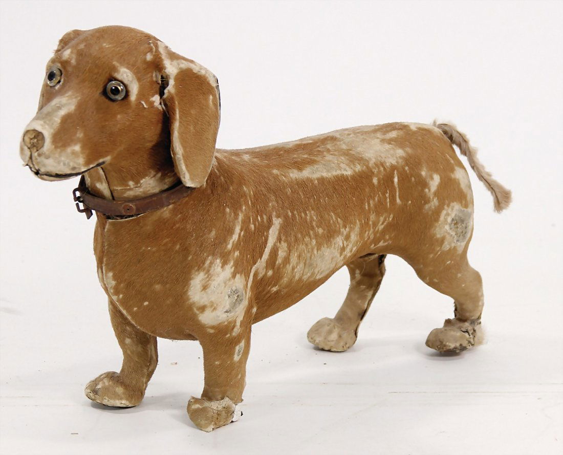 Dackel, Fell bezogen, altersbed. Fellverlust, Kö (1 of 1)