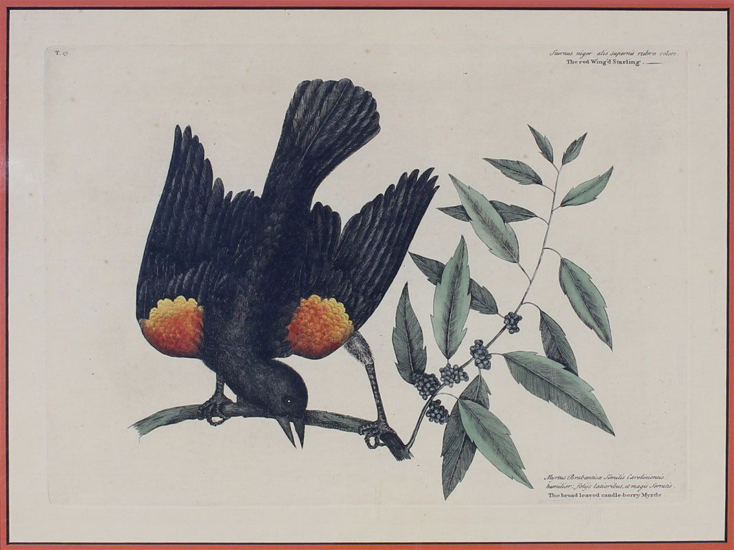 MARK CATESBY REDWING STARLING ENGRAVING: CATESBY, Mark, (British, 1682-1749): Redwing Starling, Engraving, sight size 12'' x 15.5'', custom frame, 20'' x 2.5''. Mark Catesby used nature as his inspiration for his works.
