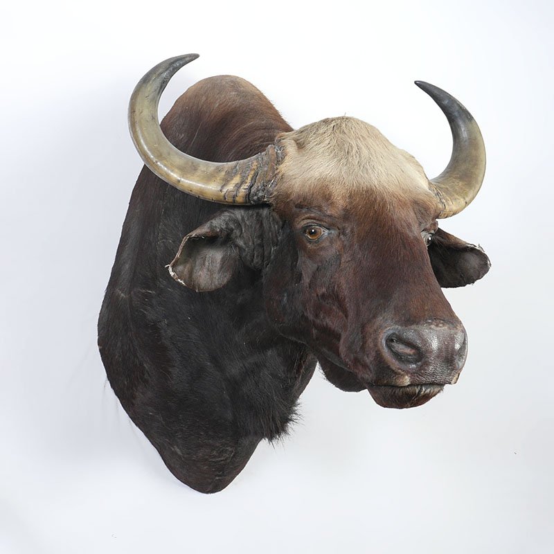 LARGE WATER BUFFALO TAXIDERMY MOUNT: LARGE WATER BUFFALO TAXIDERMY MOUNT: Shoulder mount of a large Water Buffalo, overall measures 47" h. x 33 1/2" x 47" deep.