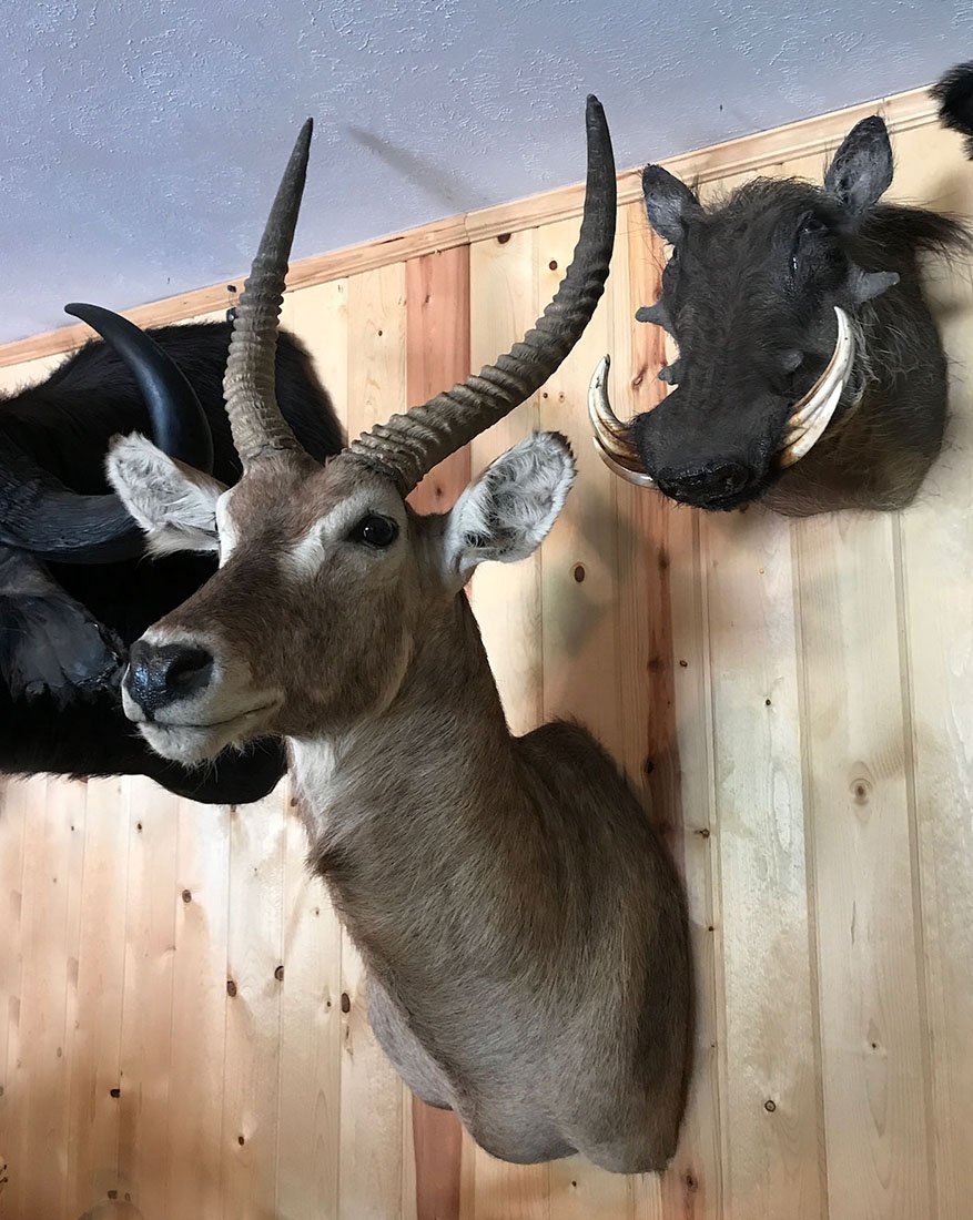 AFRICAN WATER BUCK SHOULDER MOUNT TROPHY: AFRICAN WATER BUCK SHOULDER MOUNT TROPHY: The Waterbuck is actually a large antelope found widely in sub-Saharan Africa. A fine trophy it is! Approx measurements 32" l x 19" w x 4.5" h.