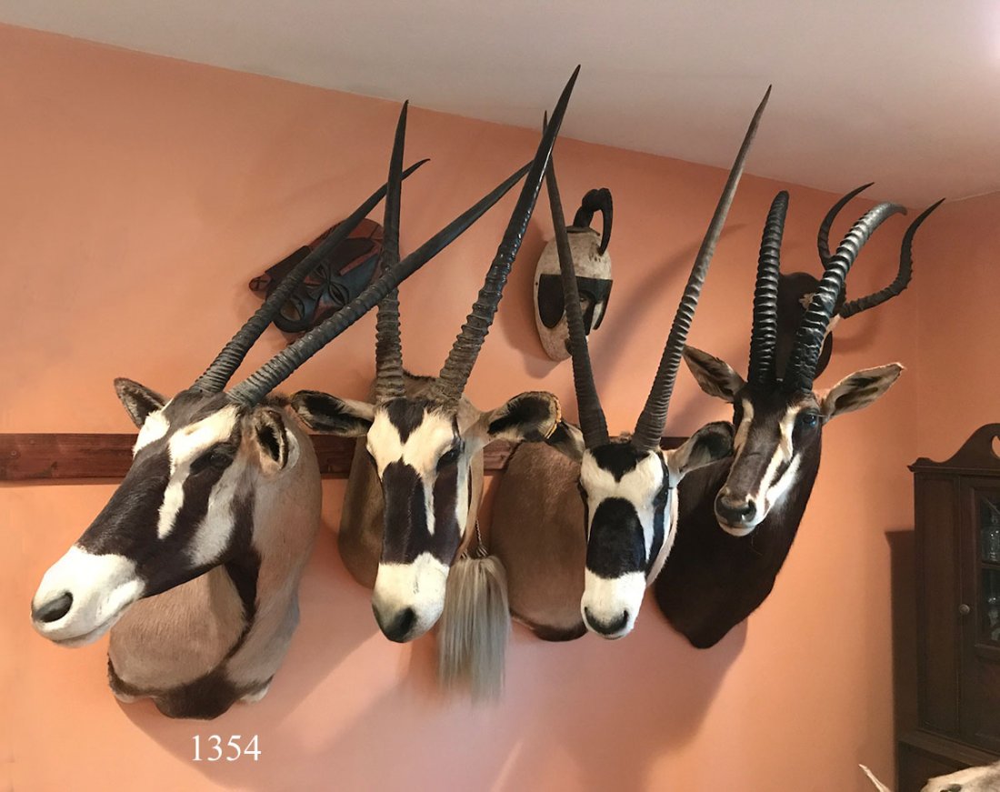 LARGE AFRICAN GEMSBOK (ORYX GAZELLA) ANTELOPE TROPHY: LARGE AFRICAN GEMSBOK (ORYX GAZELLA) ANTELOPE SHOULDER MOUNT TROPHY: Native to the arid regions of Southern Africa, such as the Kalahari Desert. Due to their horns being so lethal, Gemsbok have also b