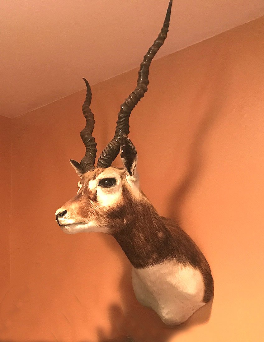 BLACK BUCK ANTELOPE SHOULDER MOUNT TROPHY: BLACK BUCK ANTELOPE SHOULDER MOUNT TROPHY: Approx measurements 19" l x 17" w x 34" h.