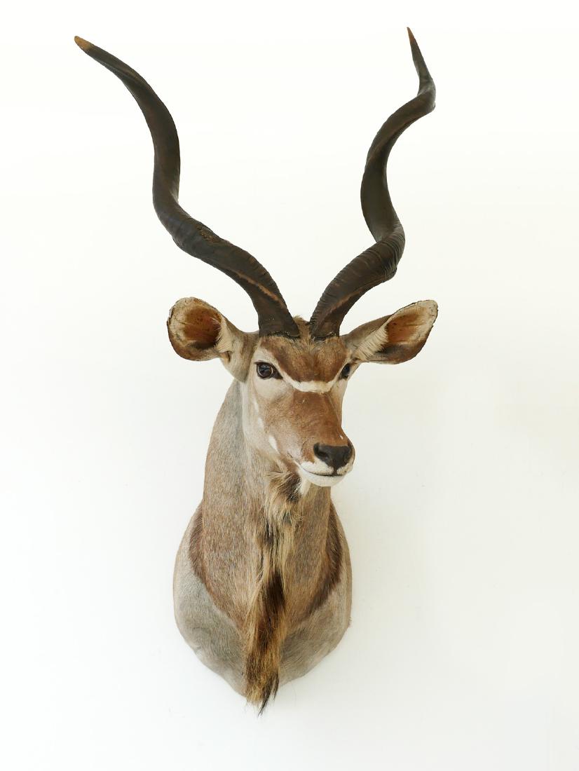 LARGE SOUTH AFRICAN GREATER KUDU TROPHY MOUNT: LARGE SOUTH AFRICAN GREATER KUDU SHOULDER MOUNT TROPHY: Removable horns. Approx measurements 34'' l x 20'' w x 60'' h. Removable horns.